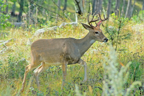 WAC_3401.1.deer